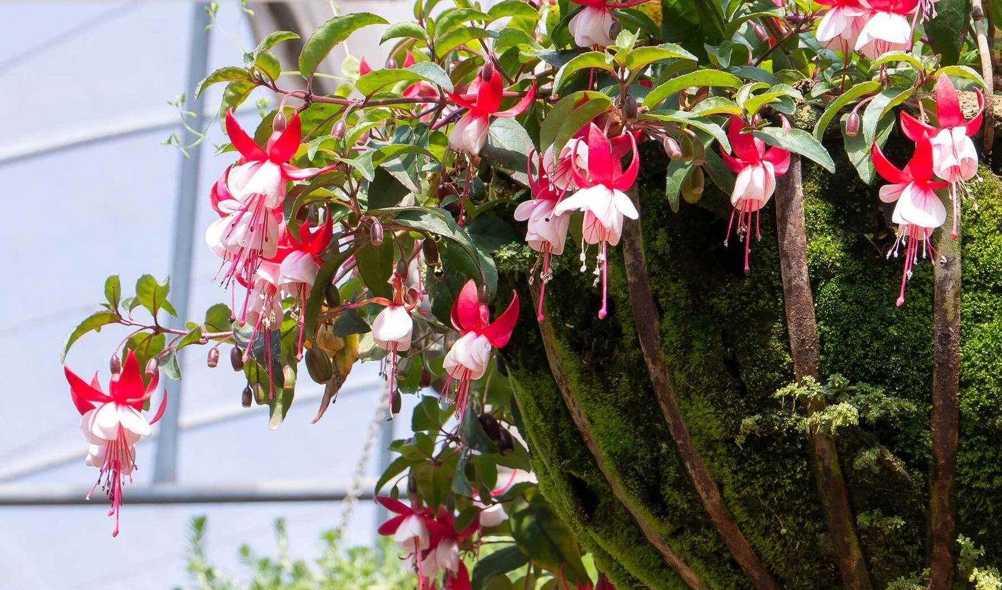 Fuchsien In Plastiktuten Uberwintern