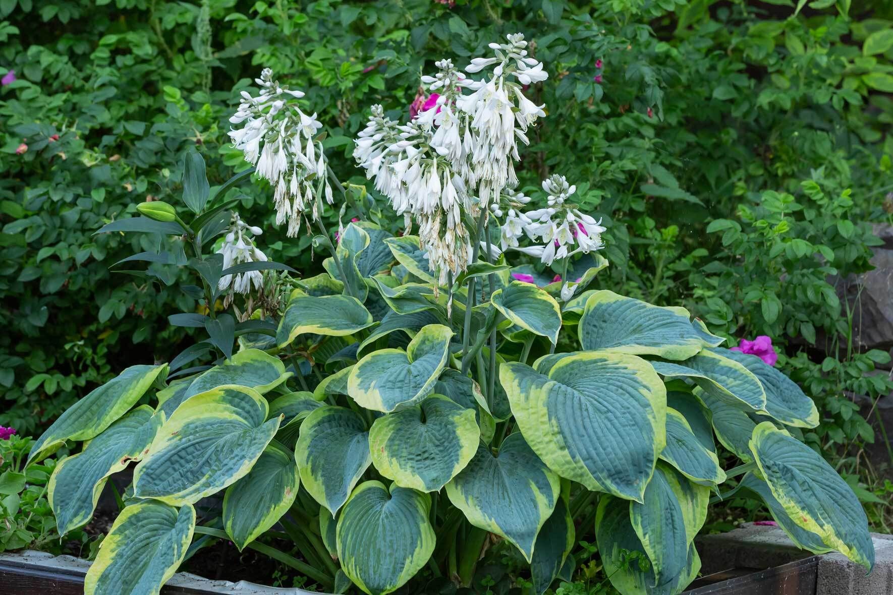 orchidee hat weiße flecken Das AIRY System L mit Orchideen