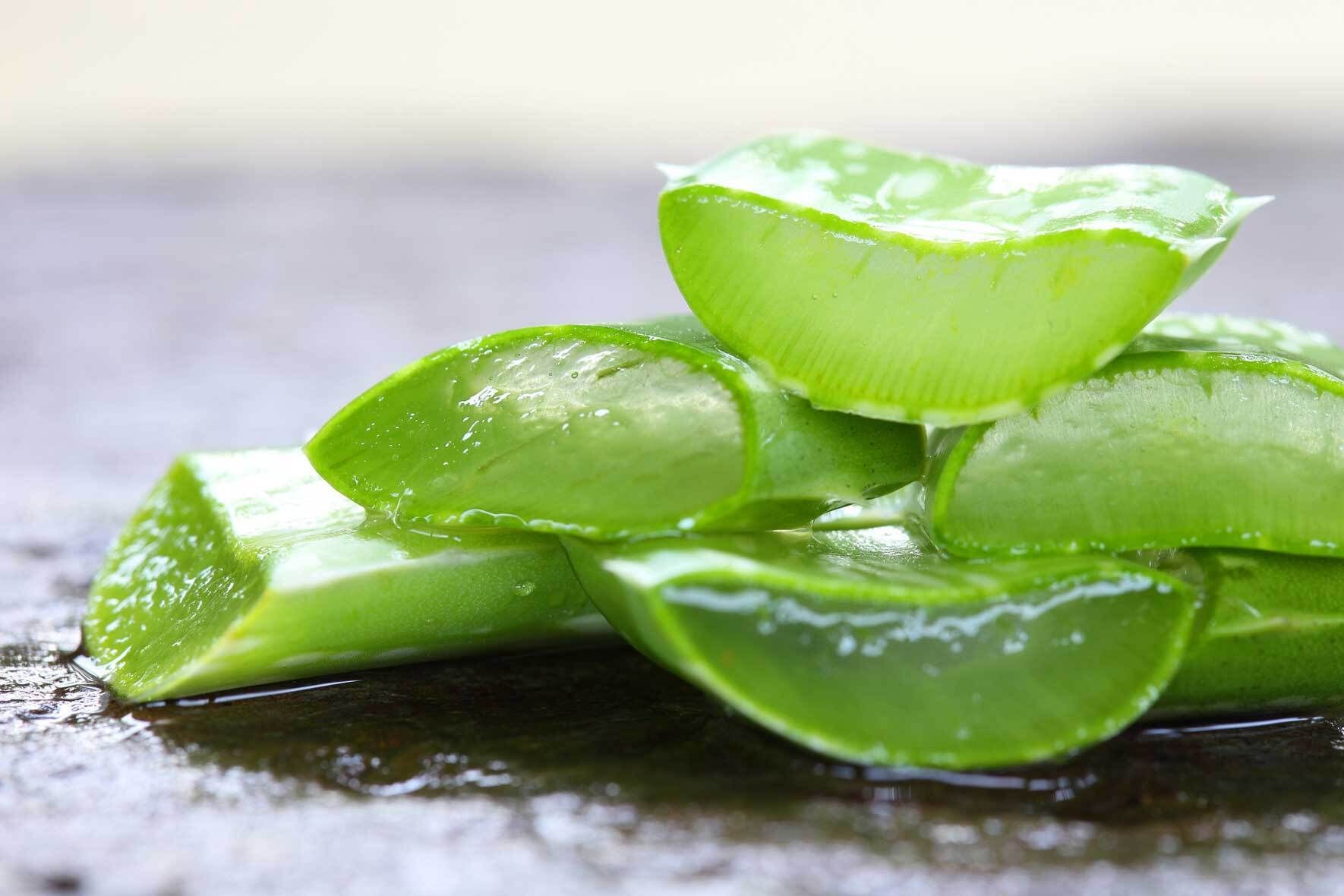 Aloe Vera im Topf und Kbel: Pflegetipps und Wissenswertes | VIVANNO