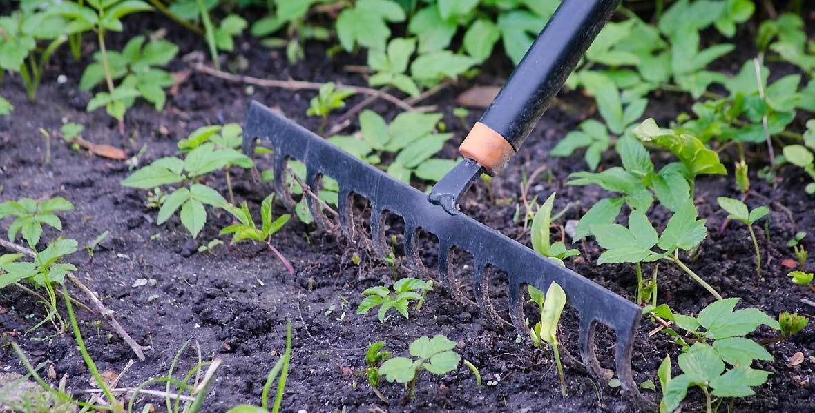 Gartenarbeit im Juni ernten, pflanzen, schützen VIVANNO