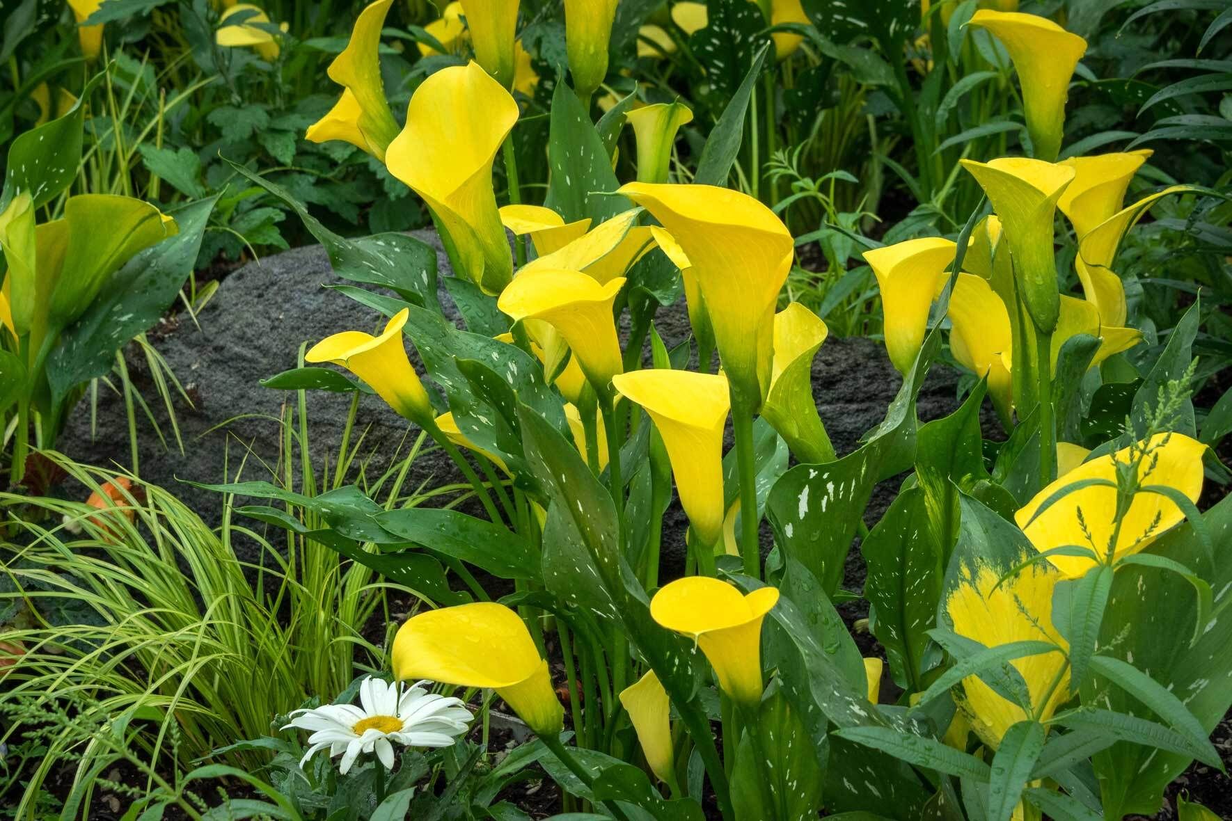 Gartencalla: pflanzen, pflegen, berwintern | VIVANNO