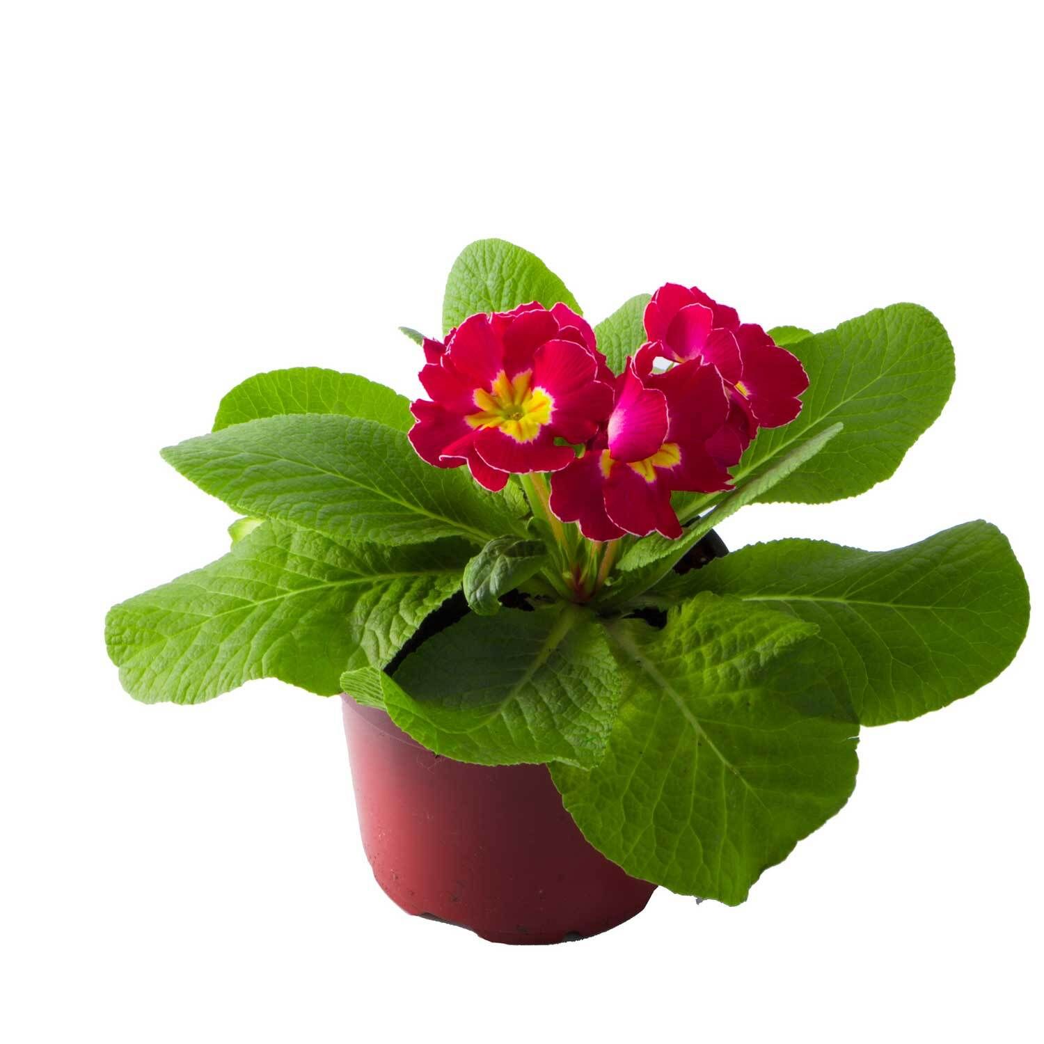 Becherprimel (Primula obconica): pflanzen, pflegen und lange blhen lassen  | VIVANNO