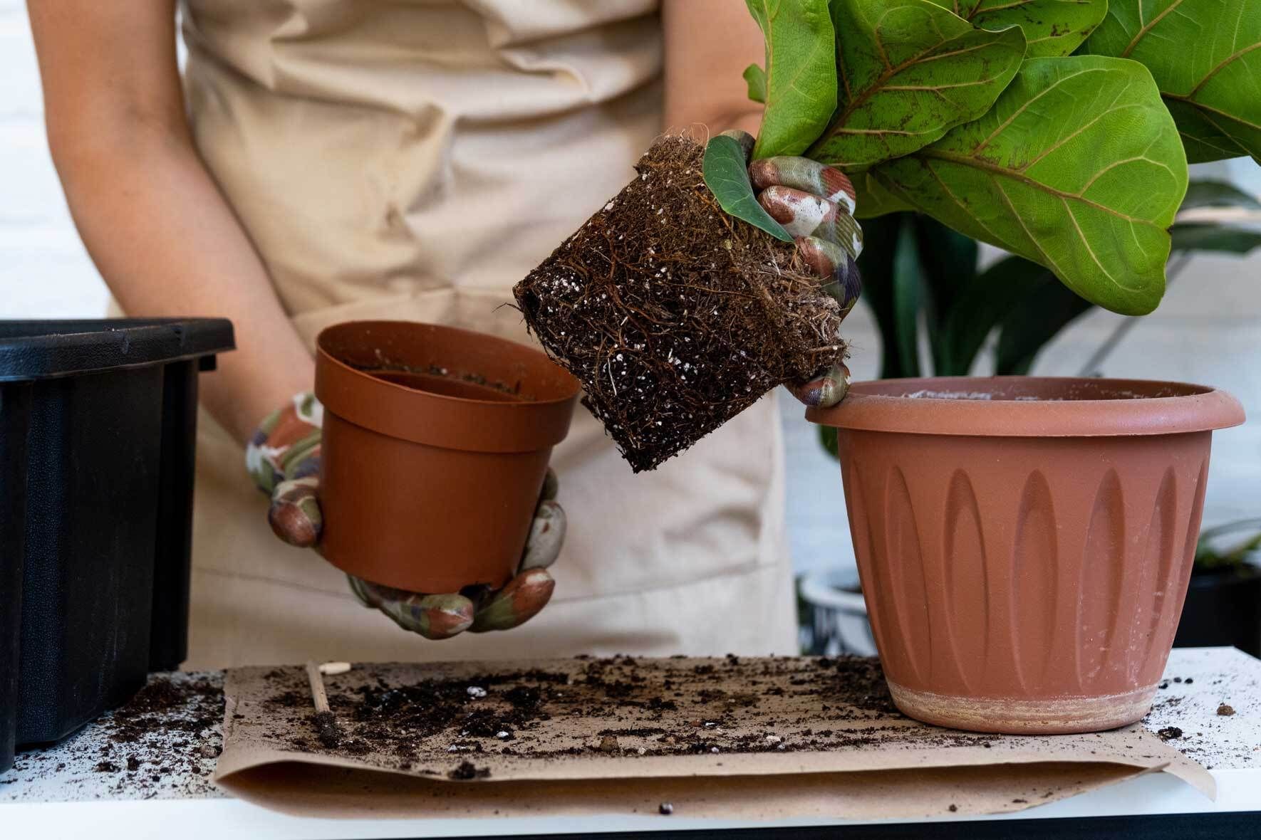 Die Geigenfeige (Ficus Lyrata): Pflegetipps und Wissenswertes | VIVANNO