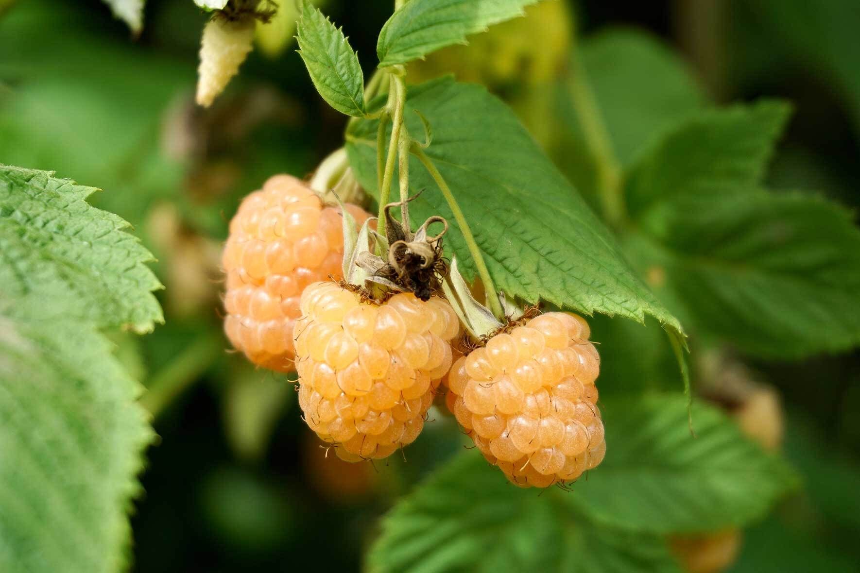 Himbeeren im Topf erfolgreich pflanzen und pflegen VIVANNO