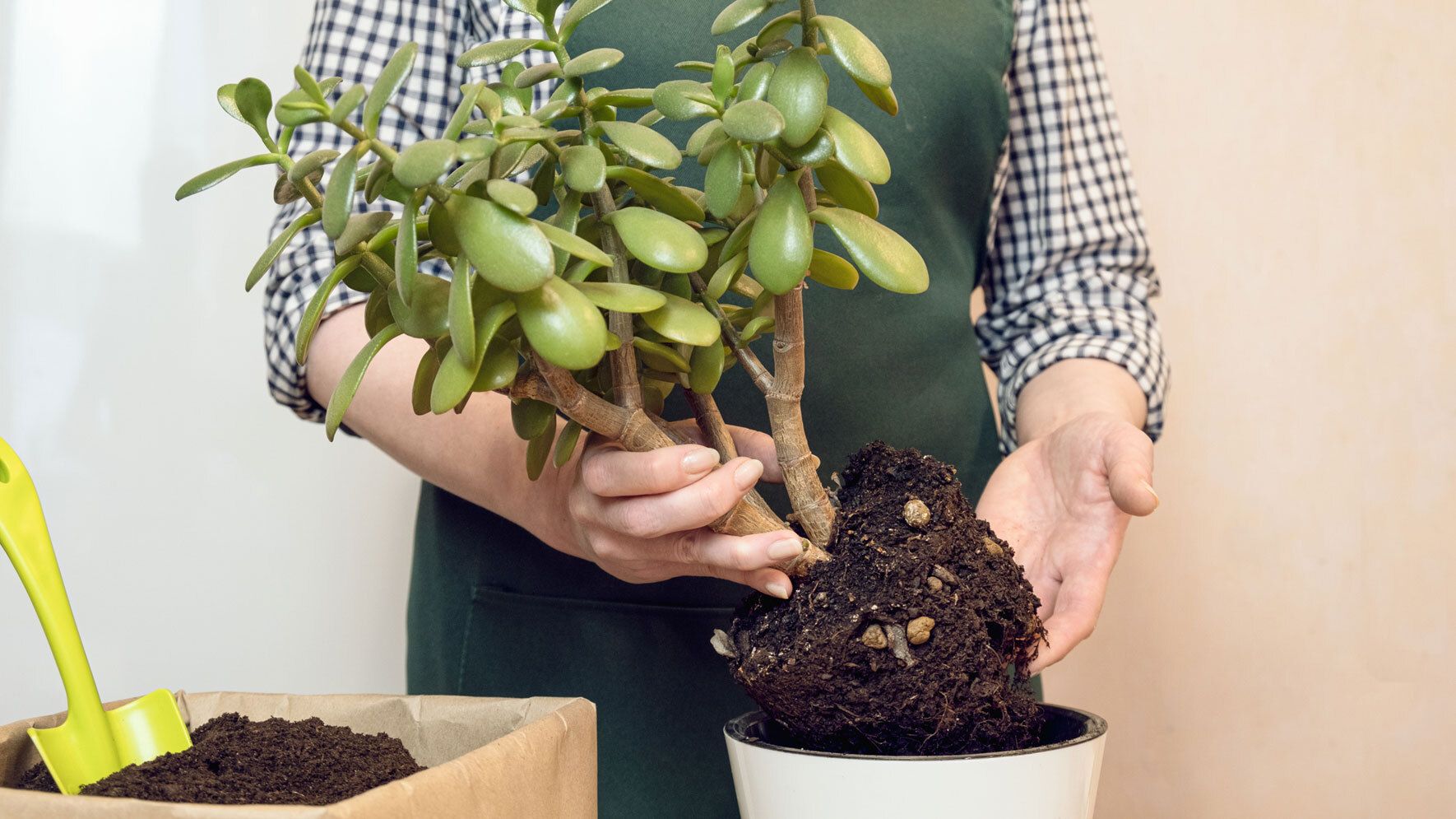 Der Geldbaum (Crassula ovata): Standort, Pflege und Vermehrung | VIVANNO