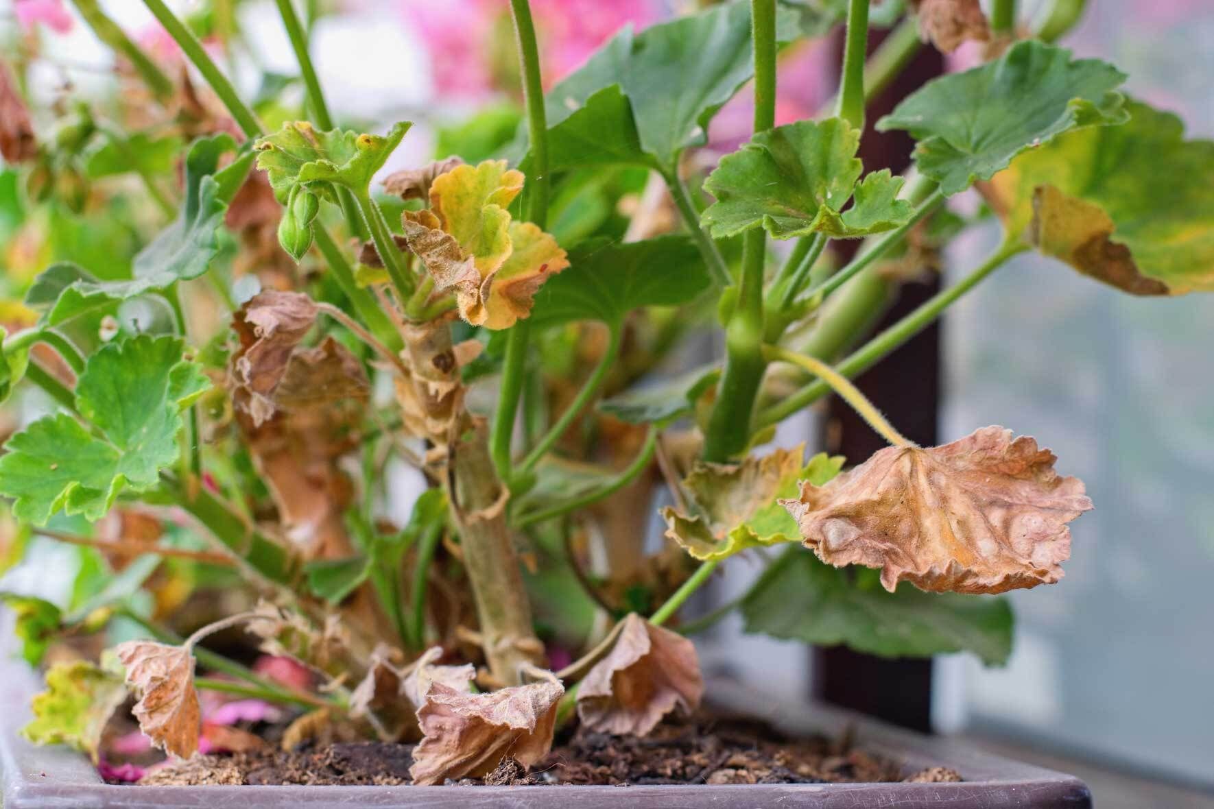 Hitzeschutz fr Pflanzen im Blumentopf und Kbel | VIVANNO
