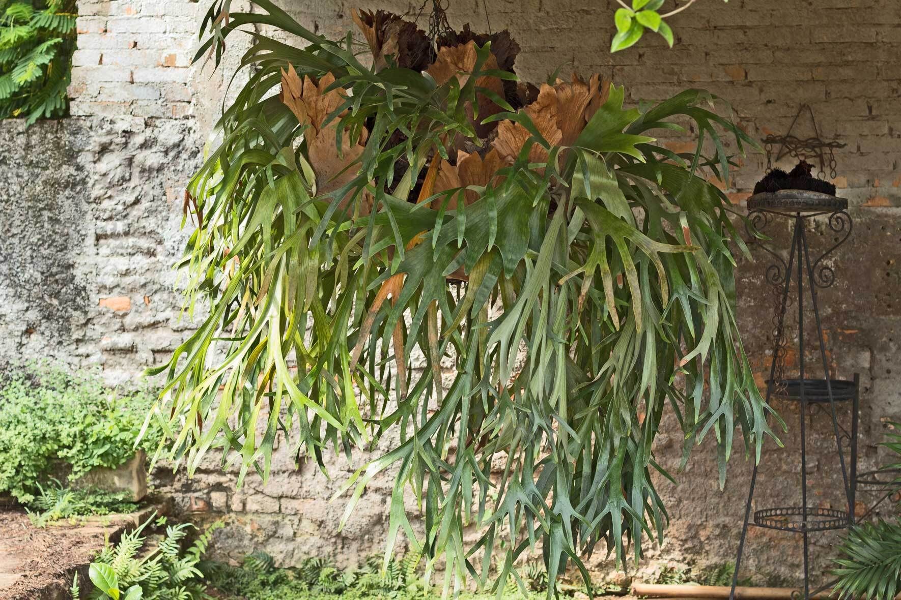 schefflera variegata Schefflera 'Variegated' 4