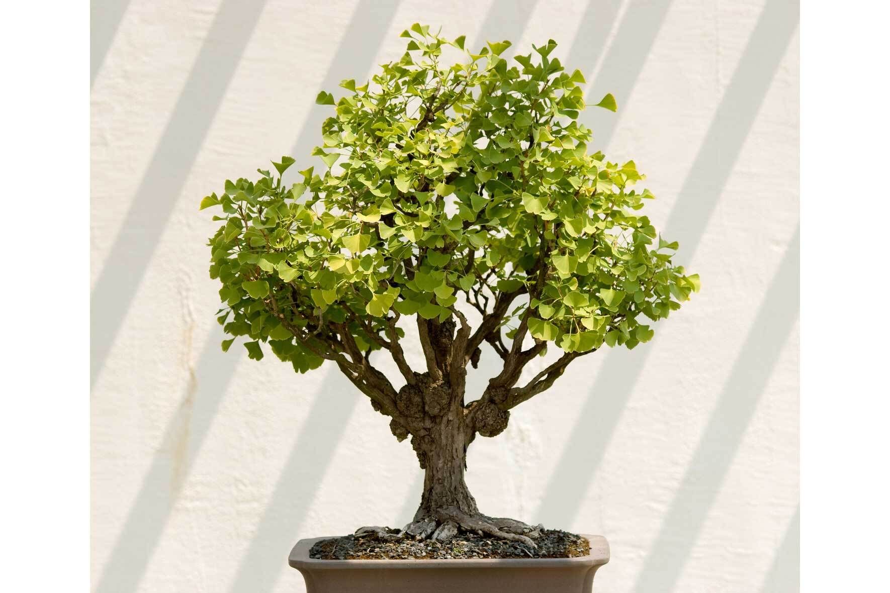 Ginkgo im Topf erfolgreich pflanzen und pflegen VIVANNO