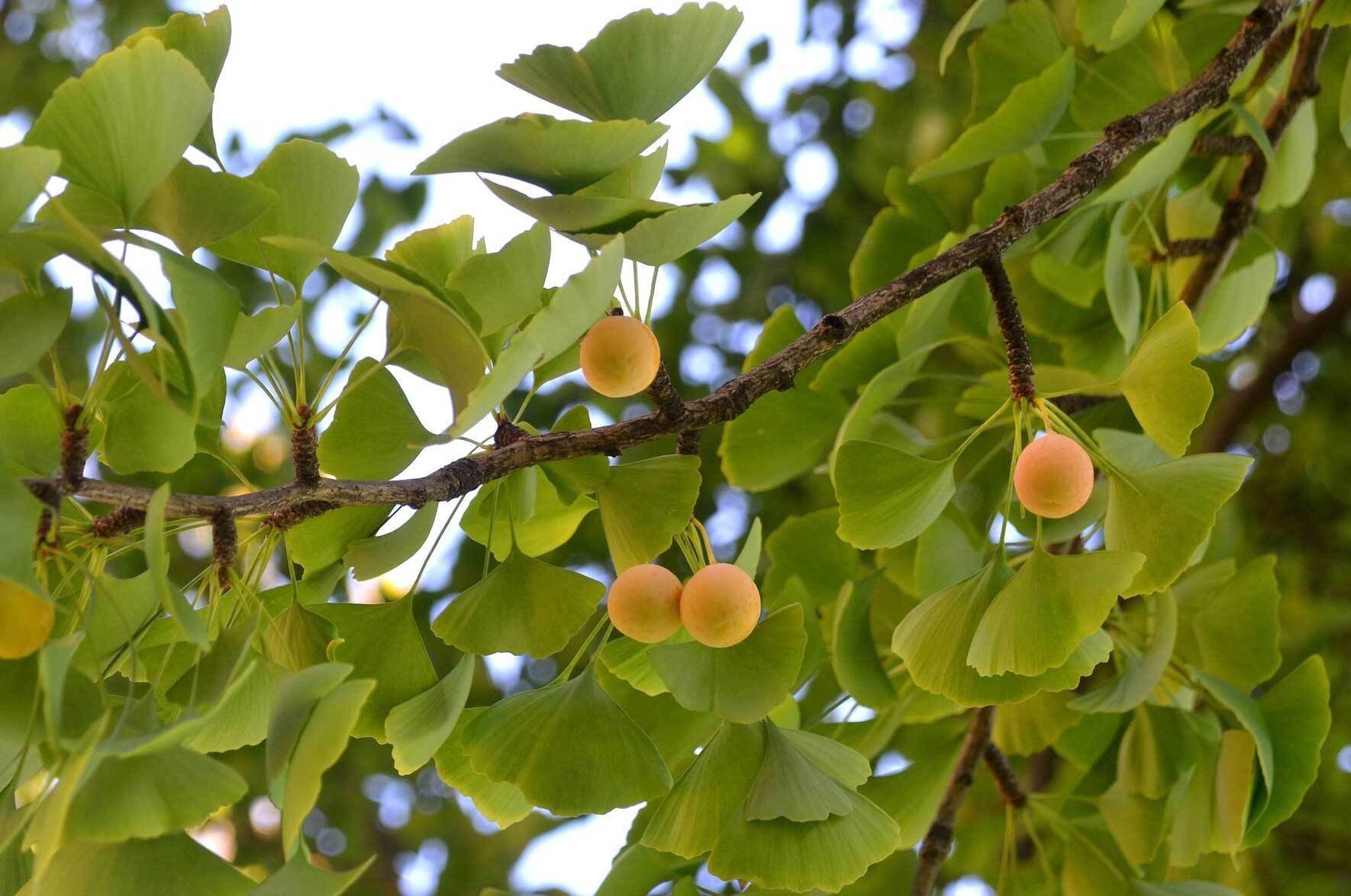 Ginkgo im Topf erfolgreich pflanzen und pflegen VIVANNO
