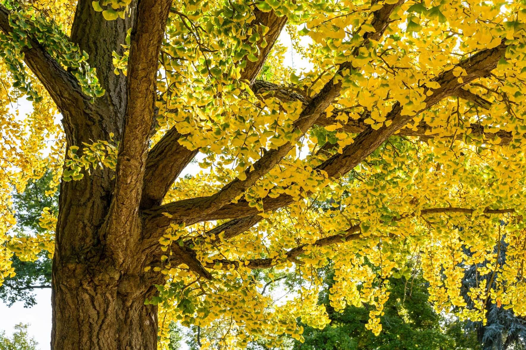 Ginkgo im Topf erfolgreich pflanzen und pflegen VIVANNO
