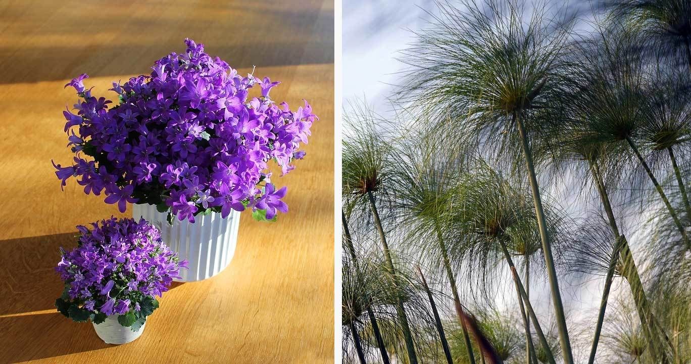 Pflanzen frs Kinderzimmer: So lernen Kinder die Natur kennen | VIVANNO
