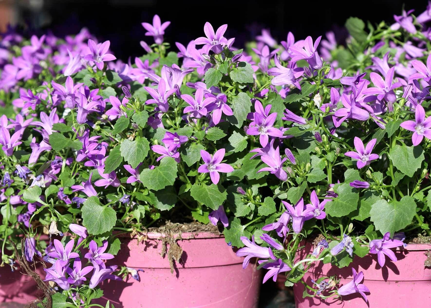 variegata di lusia Castelfranco di Lusia Variegated Chicory seeds. Buy them online main image 1