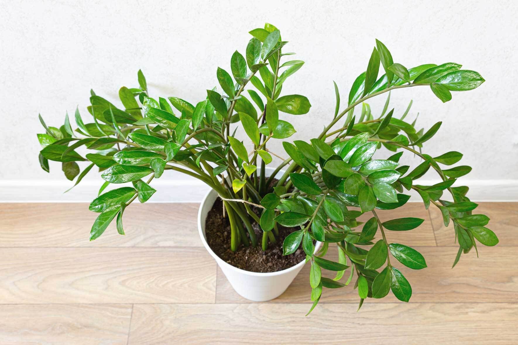 Glcksfeder / Zamioculcas: Pflegetipps und Wissenswertes | VIVANNO