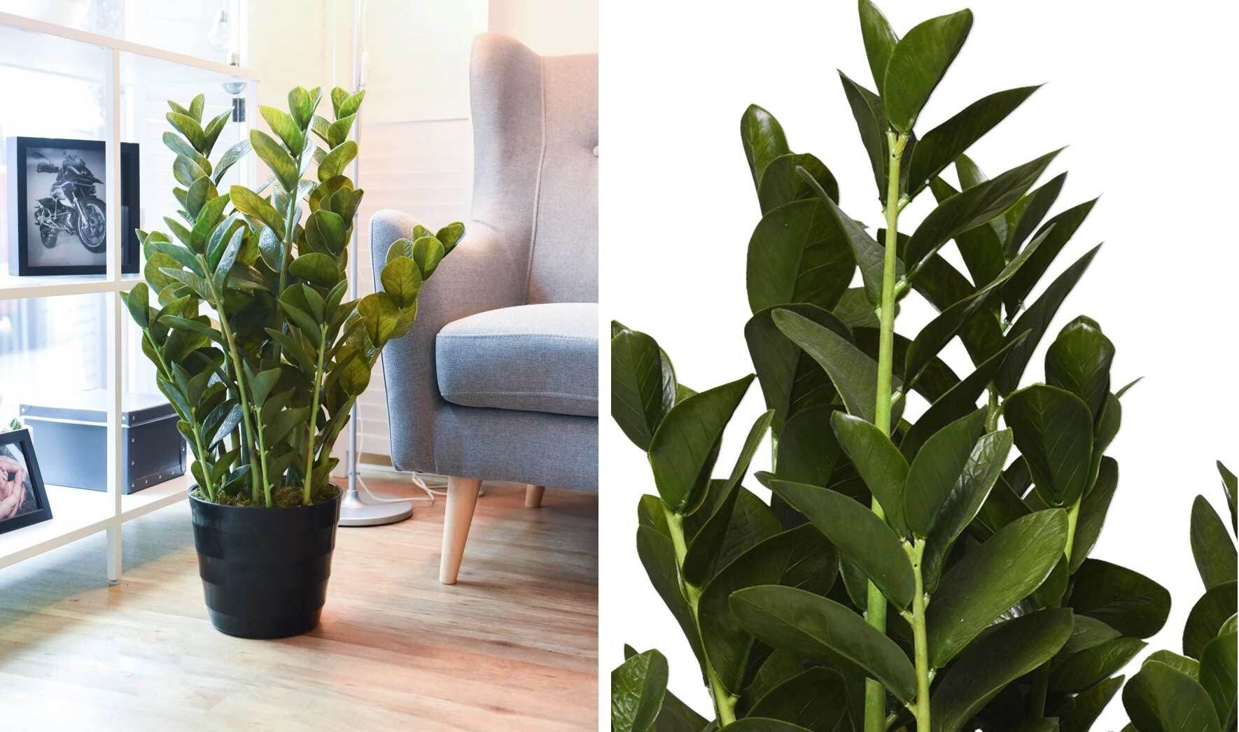 monstera thai constellation jungpflanze Monstera Thai Constellation