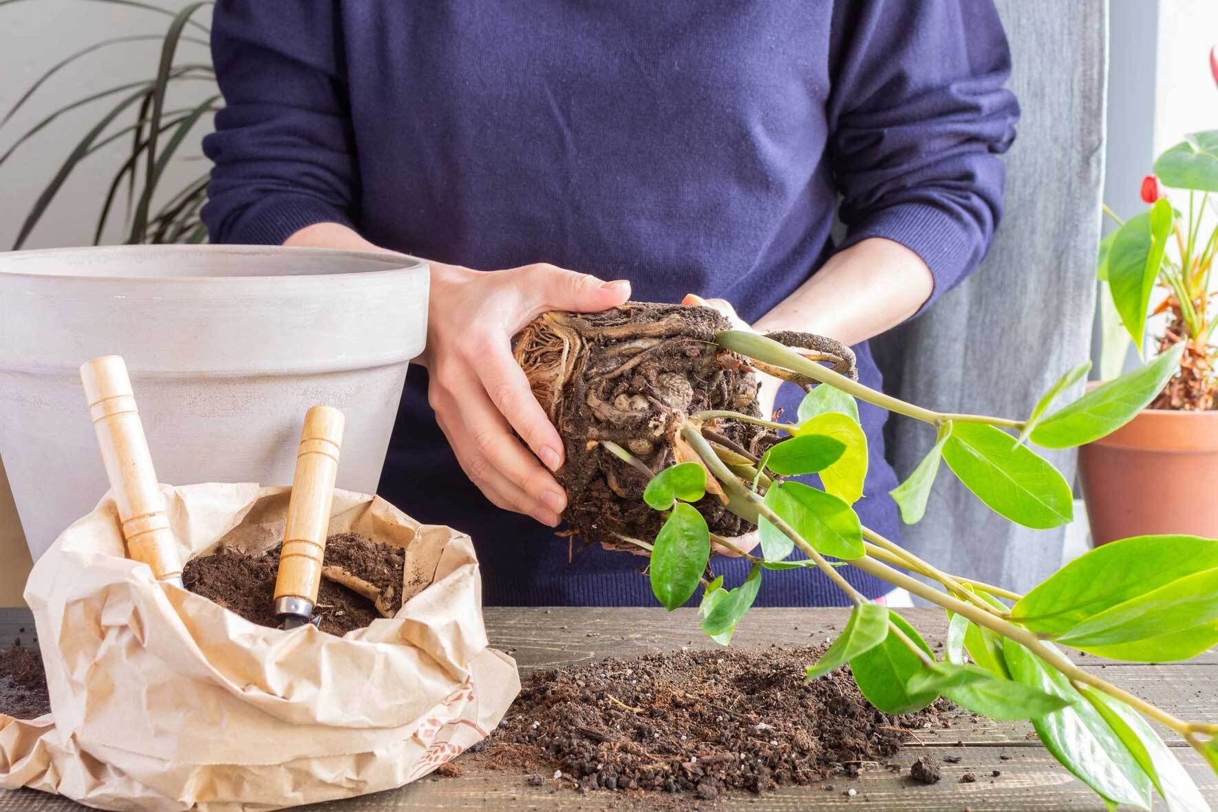 Glücksfeder / Zamioculcas Pflegetipps und Wissenswertes VIVANNO