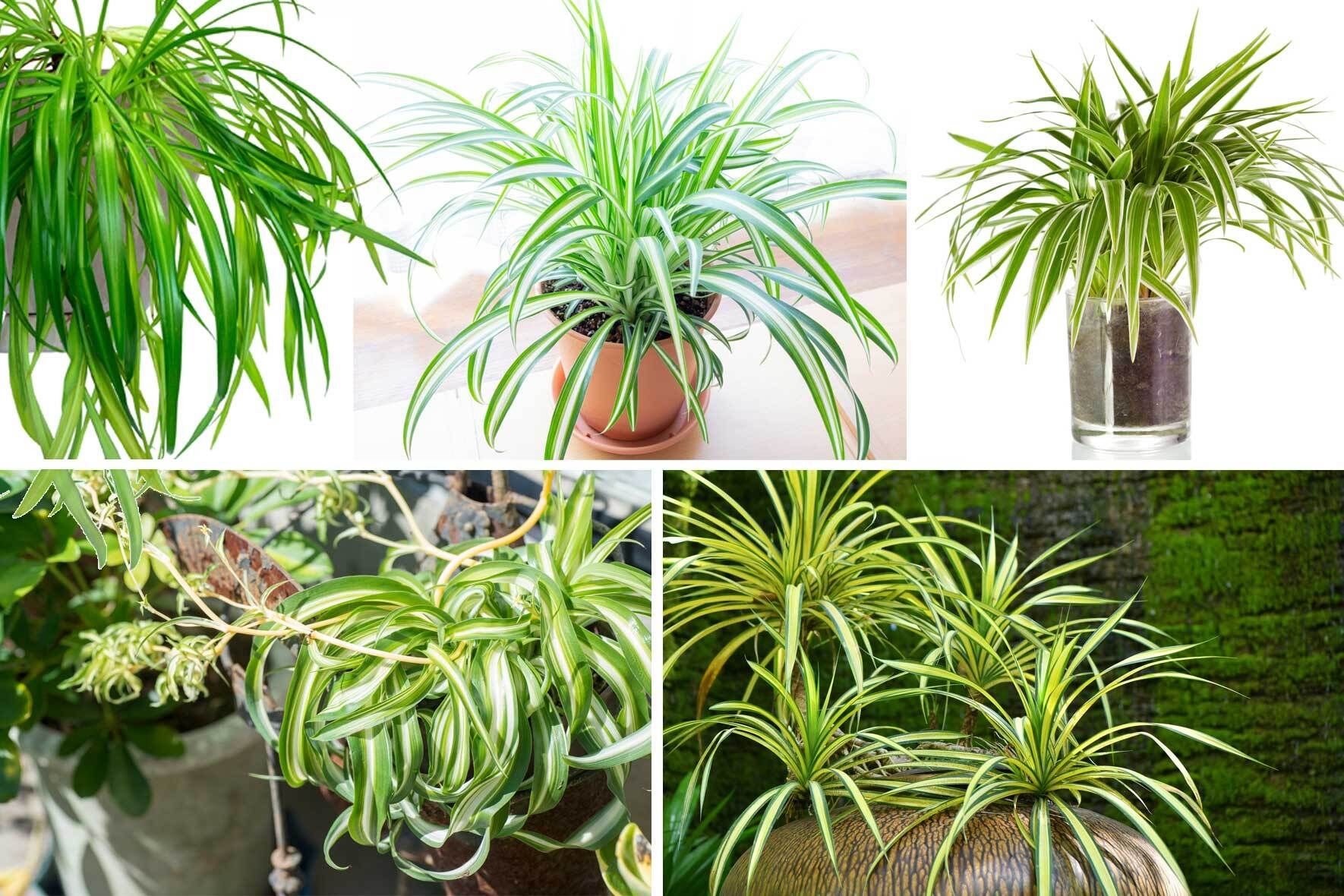 philodendron peru vs monstera peru Monstera Karstenianum - ‘Monstera Peru’ main image 1