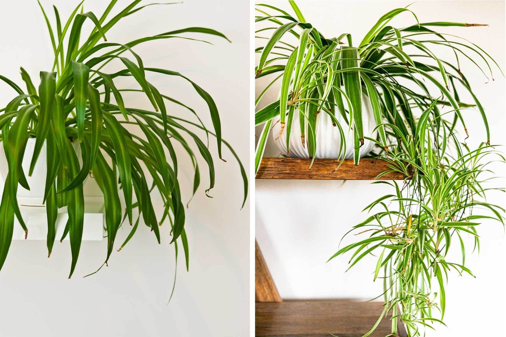 Hängende Zimmerpflanzen VIVANNO