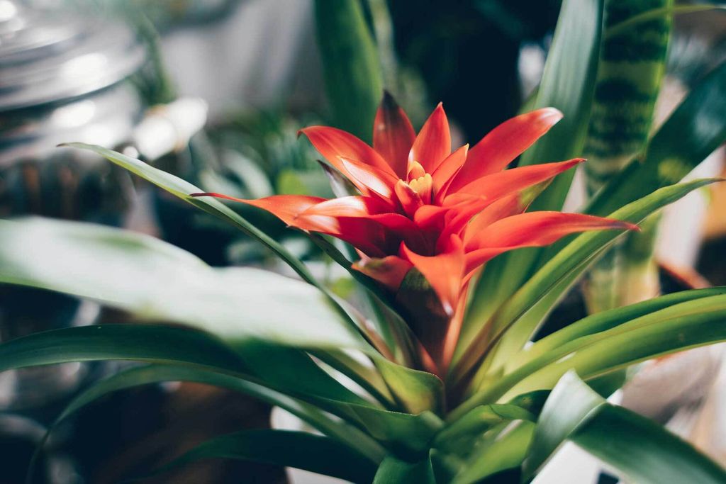 Guzmania Bromelie pflegen und vermehren VIVANNO