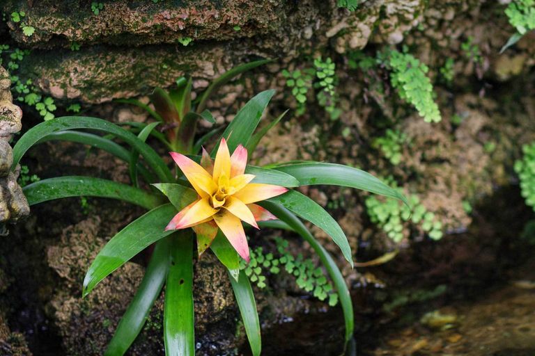 Guzmania Bromelie pflegen und vermehren VIVANNO