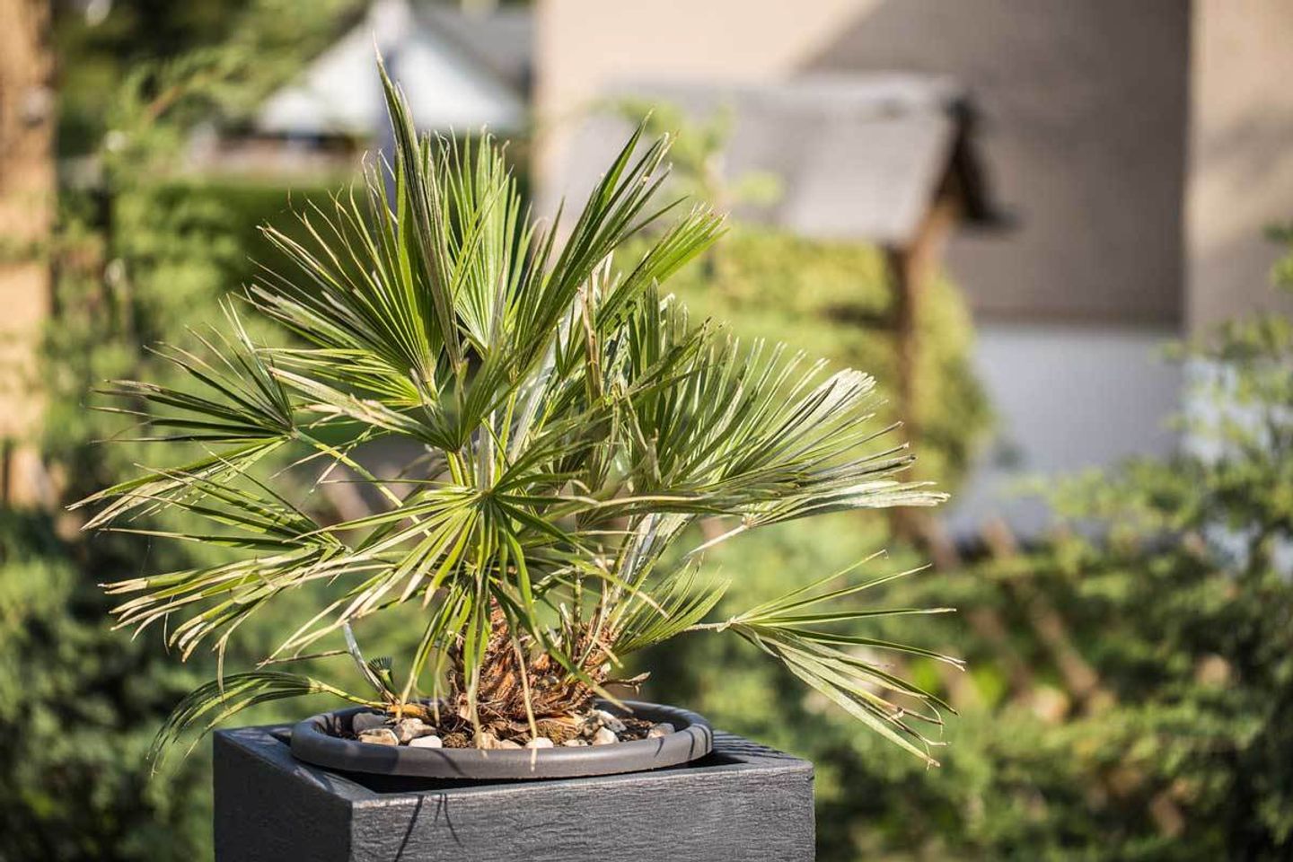 Palmen als Kübelpflanzen für Terrasse und Balkon VIVANNO