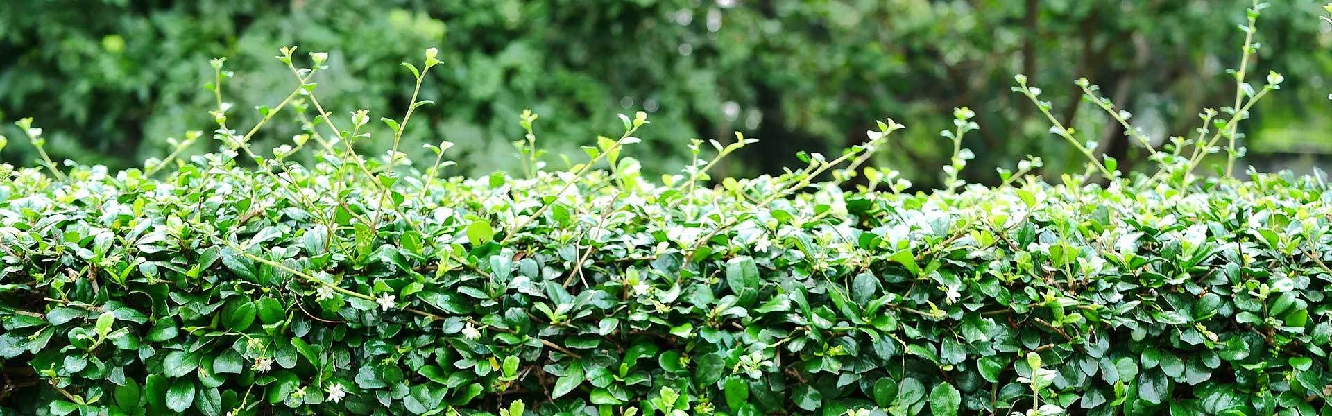 Schmale Hecken für kleine Gärten VIVANNO