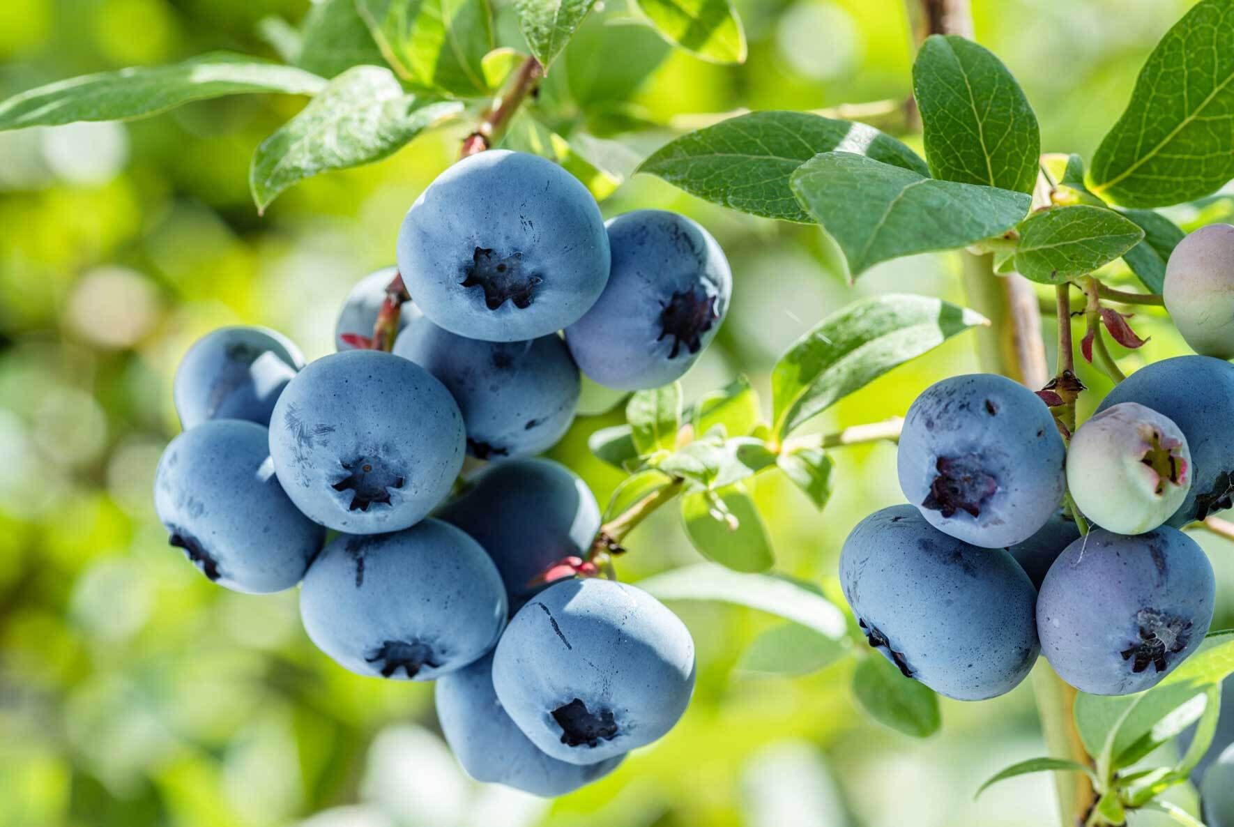 Balkonobst: Welches Obst fr Balkon und Terrasse? Sortenwahl und  Pflanztipps | VIVANNO