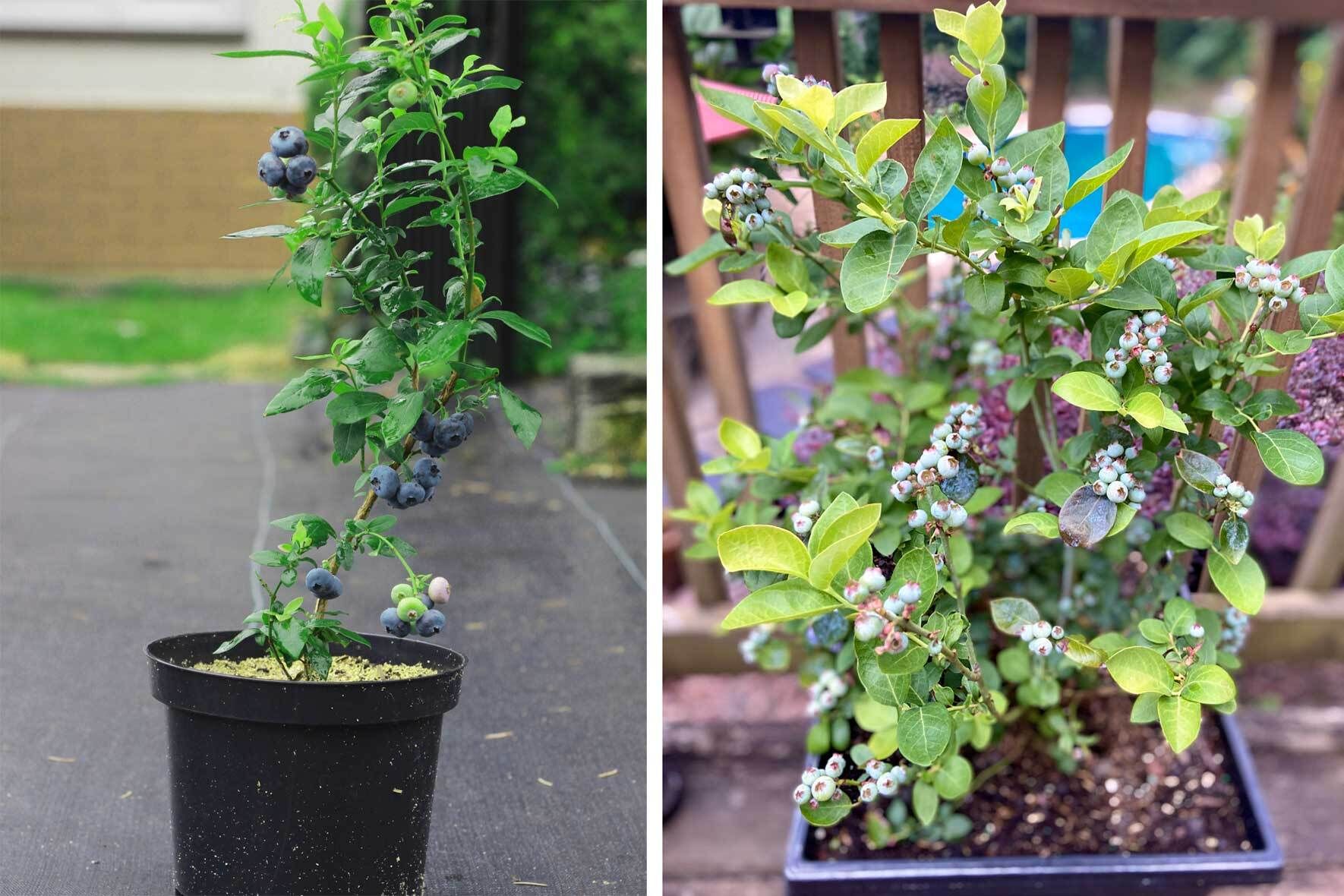 Heidelbeeren im Topf pflanzen und pflegen VIVANNO