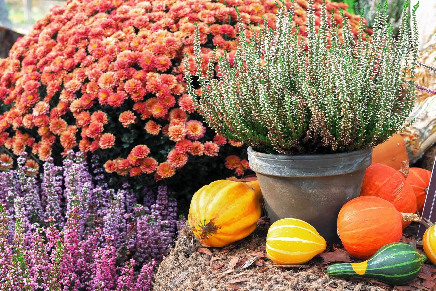 Herbst: Pflanzen fr eine herbstliche Bepflanzung | VIVANNO