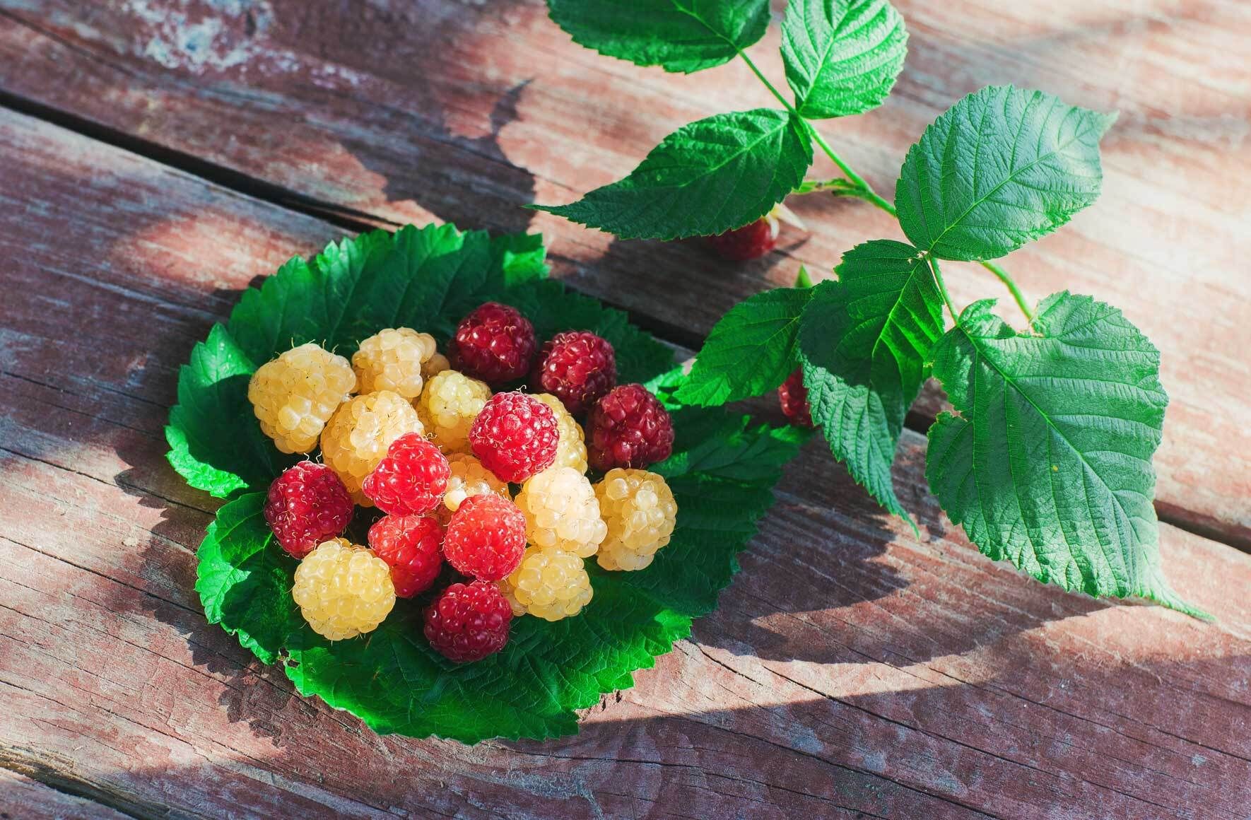 Himbeeren im Topf erfolgreich pflanzen und pflegen VIVANNO