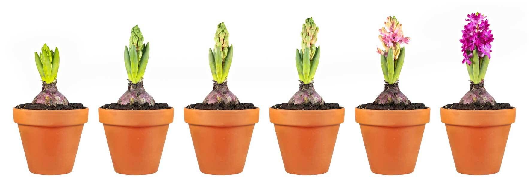 kartoffeln biologisch düngen Kartoffelerde Bio main image 0