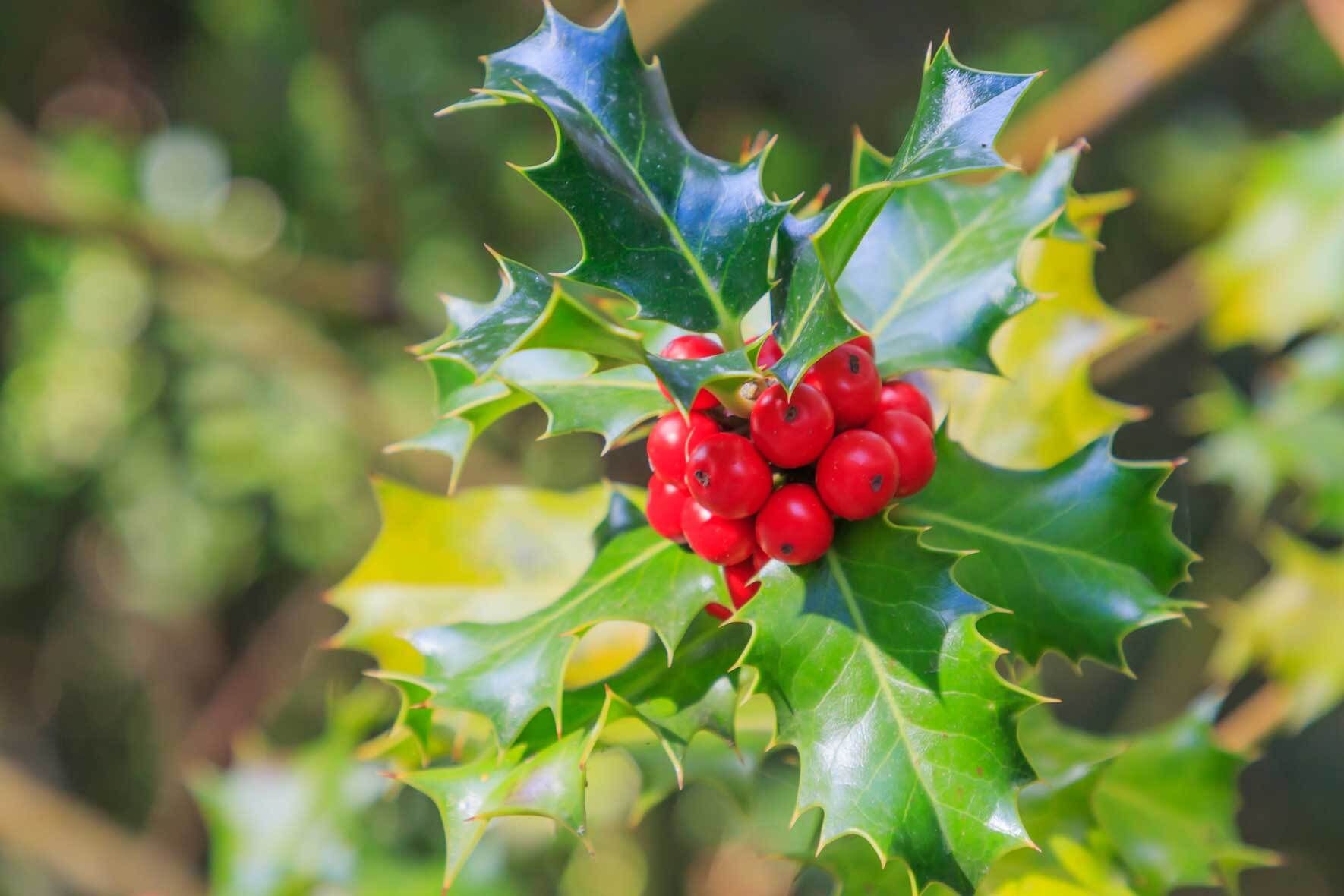 Stechpalme (Ilex) im Topf und Kbel | VIVANNO