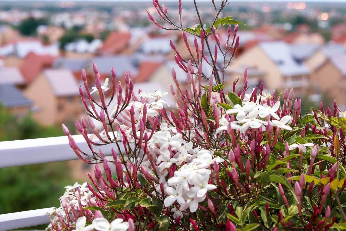 Zimmerjasmin (Jasminum polyanthum): Standort, Pflege und Vermehrung |  VIVANNO
