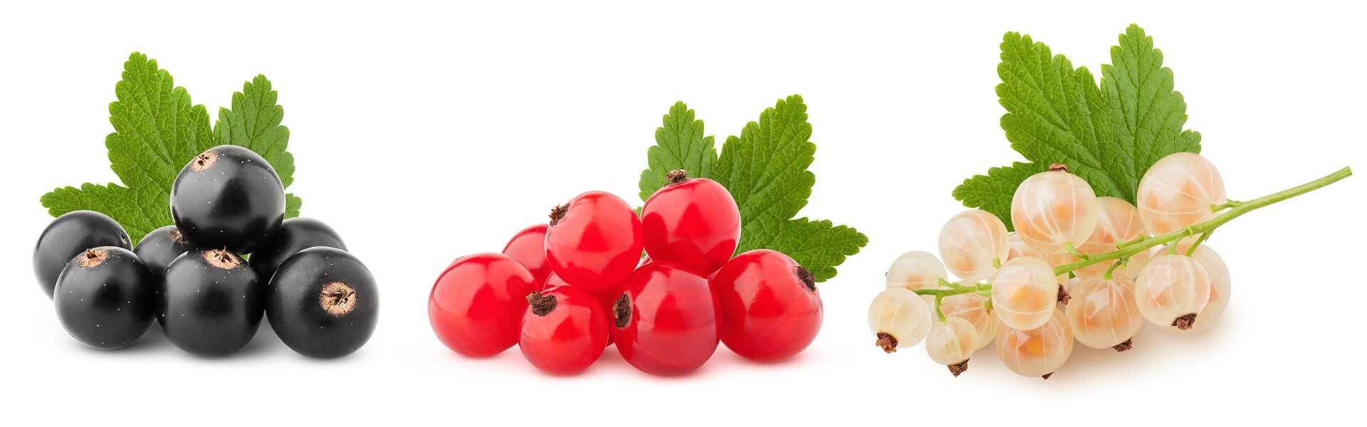 Johannisbeeren im Topf und Kübel erfolgreich anbauen VIVANNO