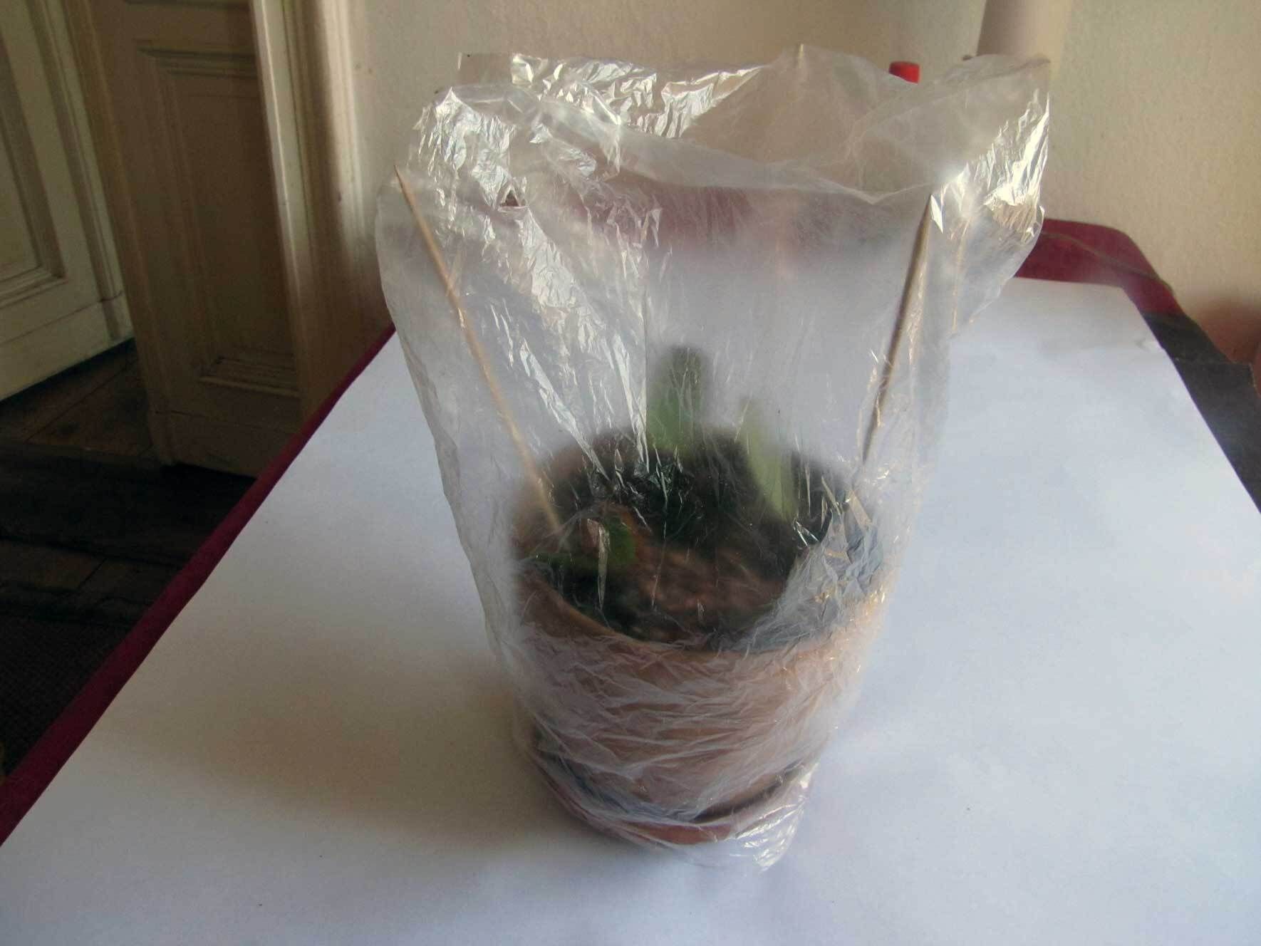 gummibaum wasserbedarf Tineke-Gummibaum - Ficus elastica Tineke