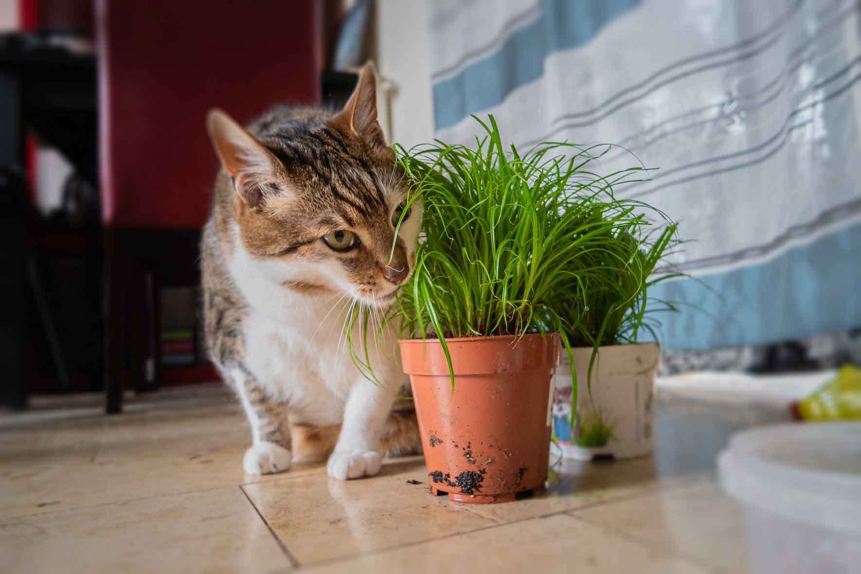 Gefahr? Giftige Pflanzen fr Hunde und Katzen | VIVANNO