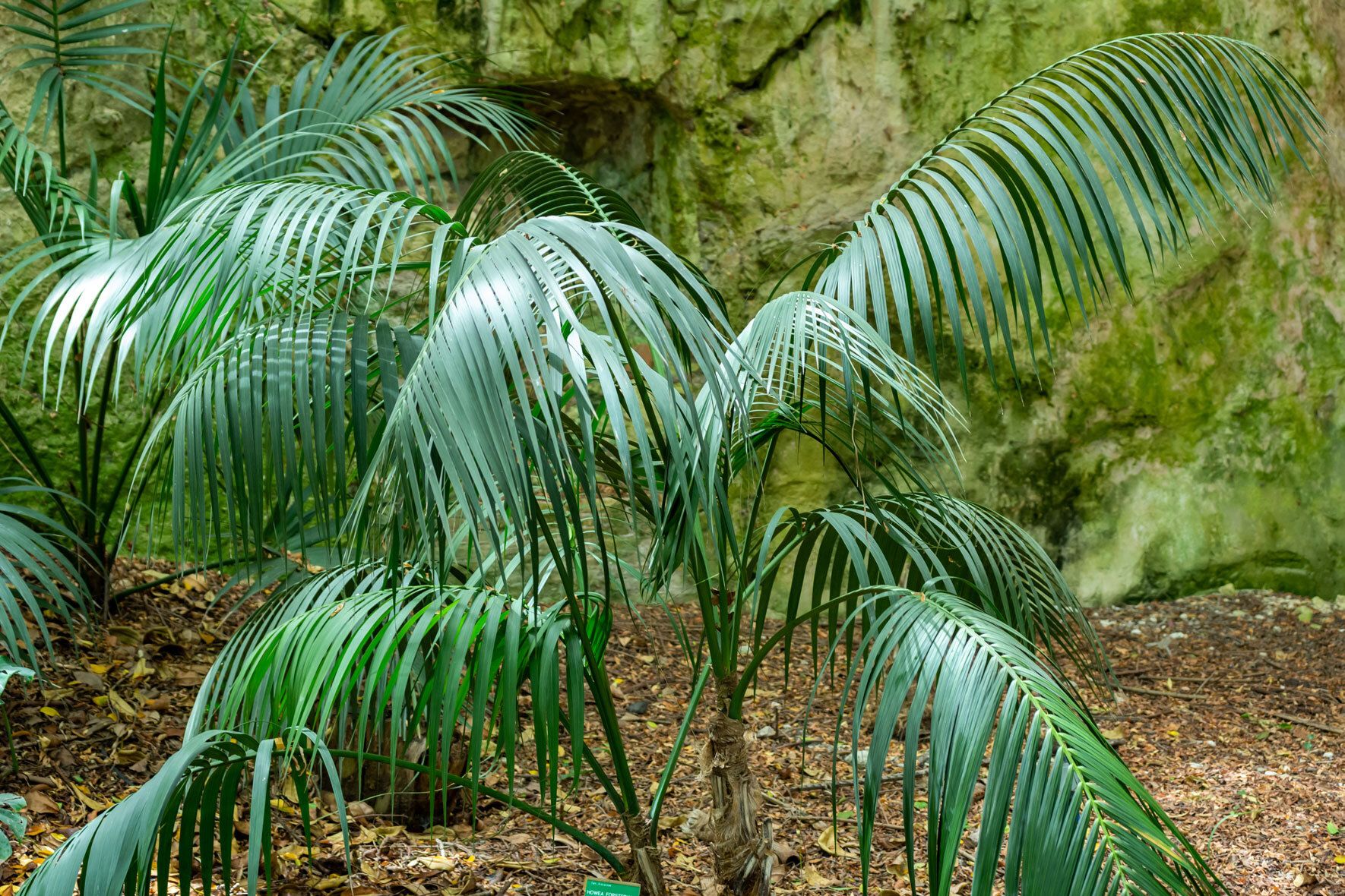 Howea forsteriana: Die Kentiapalme erfolgreich pflanzen, pflegen und  berwintern | VIVANNO