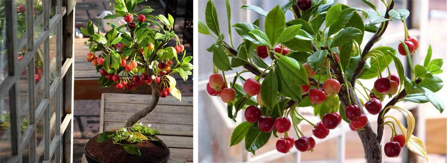 Kleine Obstbäume für Balkon und Terrasse VIVANNO