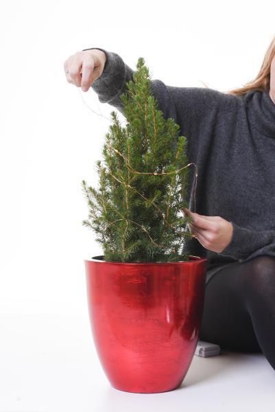DIY - Kleine Weihnachtsbume in Blumentpfen | VIVANNO