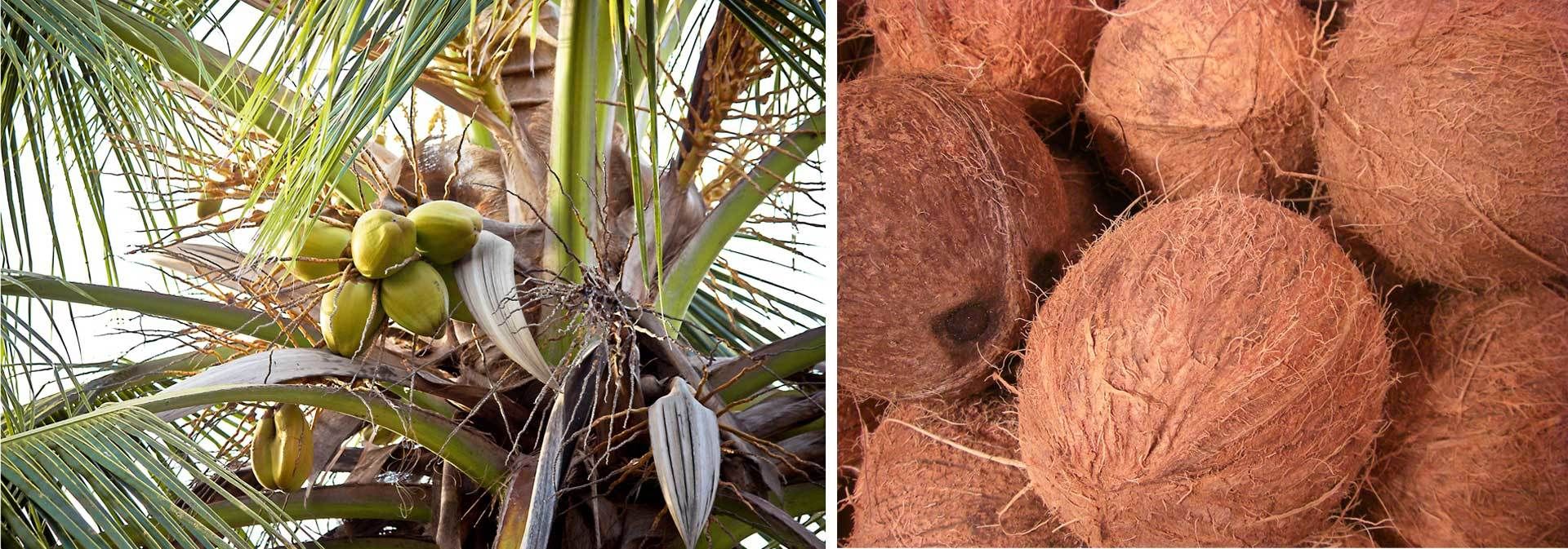 rinderdung als dünger Rinderdung Pellets – natürlicher Langzeitdünger für Gartenpflanzen – Flora  Boost main image 1