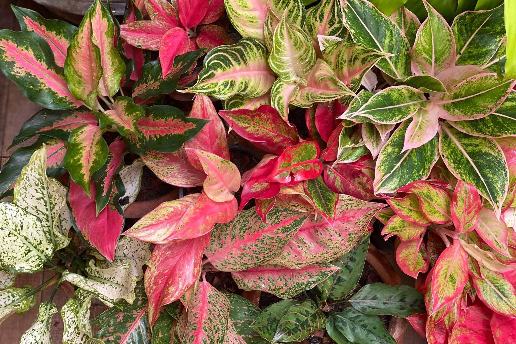Kolbenfaden (Aglaonema) Pflegetipps und Wissenswertes VIVANNO