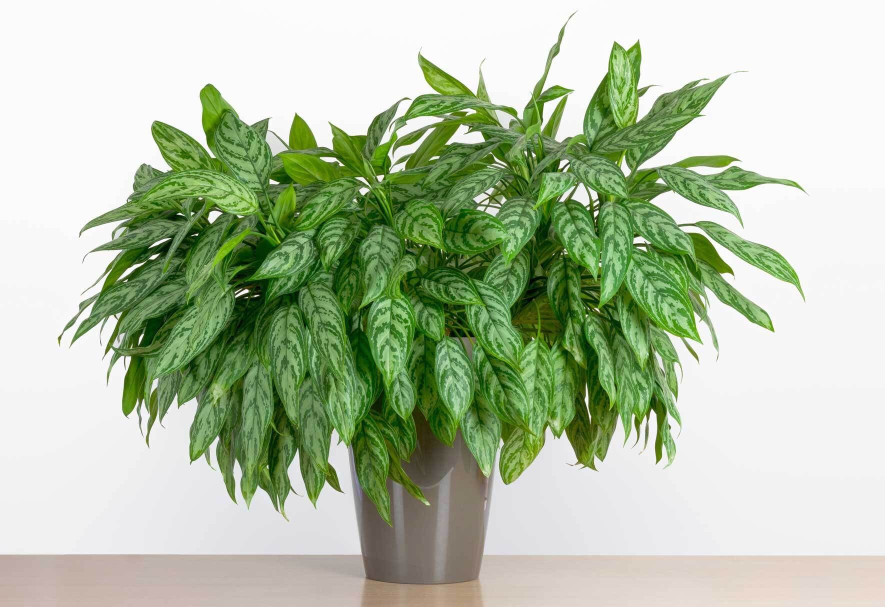 Kolbenfaden (Aglaonema): Pflegetipps und Wissenswertes | VIVANNO