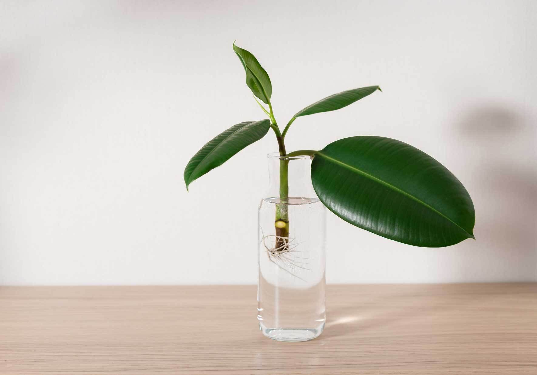 monstera arten kaufen Monstera 'Devil Monster' XXL