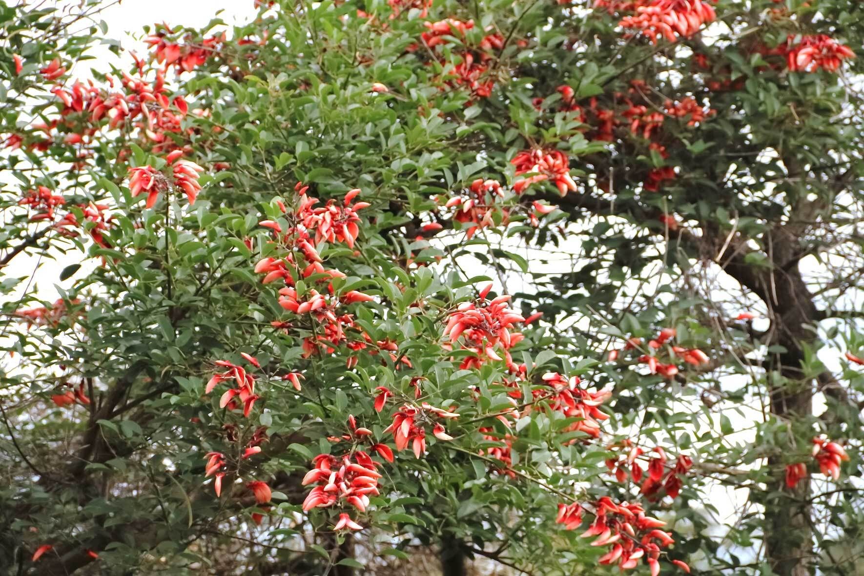 Korallenbaum (Erythrina) im Kbel: pflanzen, pflegen und erfolgreich  berwintern | VIVANNO