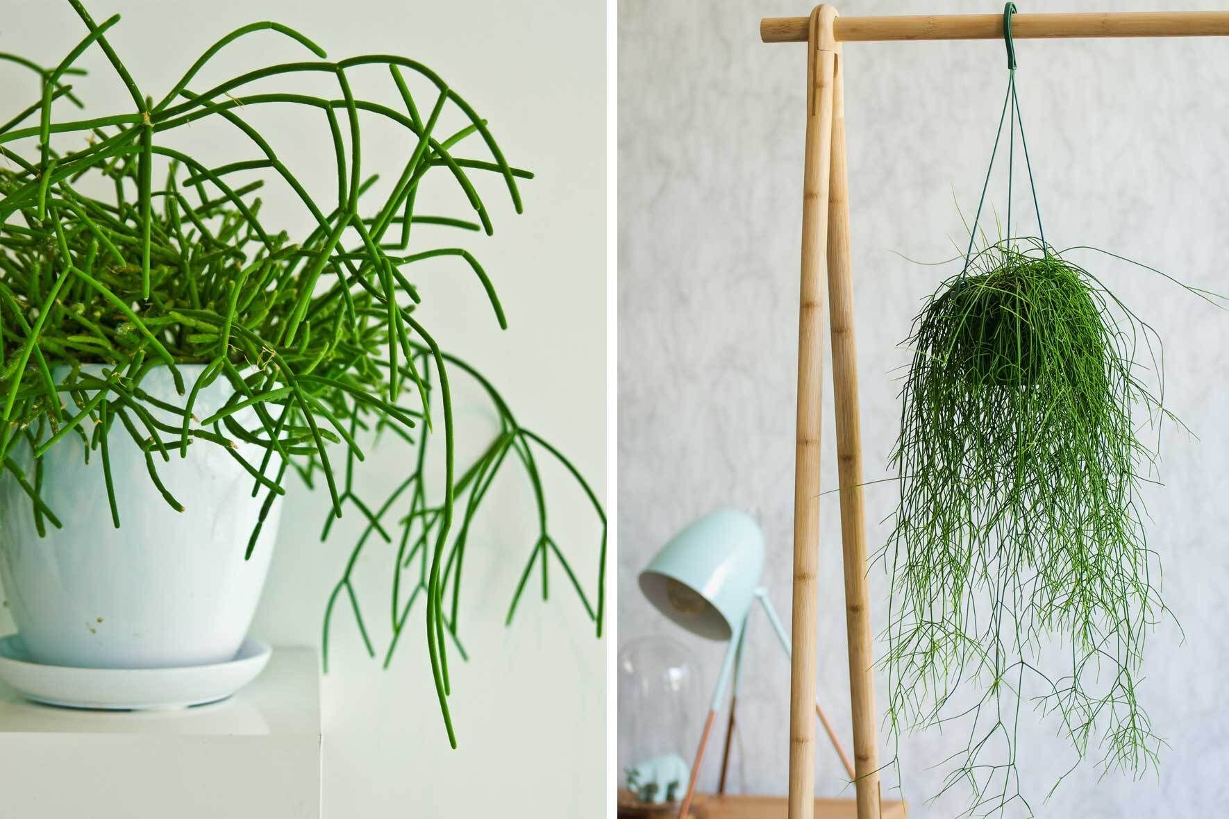 kiepenkerl saatgut kaufen Zucchini 'Ismalia' Saatgut kaufen main image 1