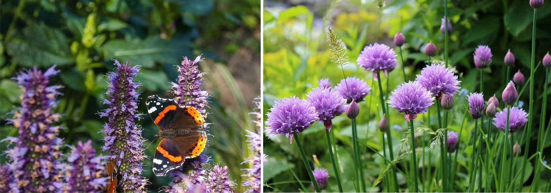 Biologisch gärtnern Grundprinzipien im Biogarten VIVANNO