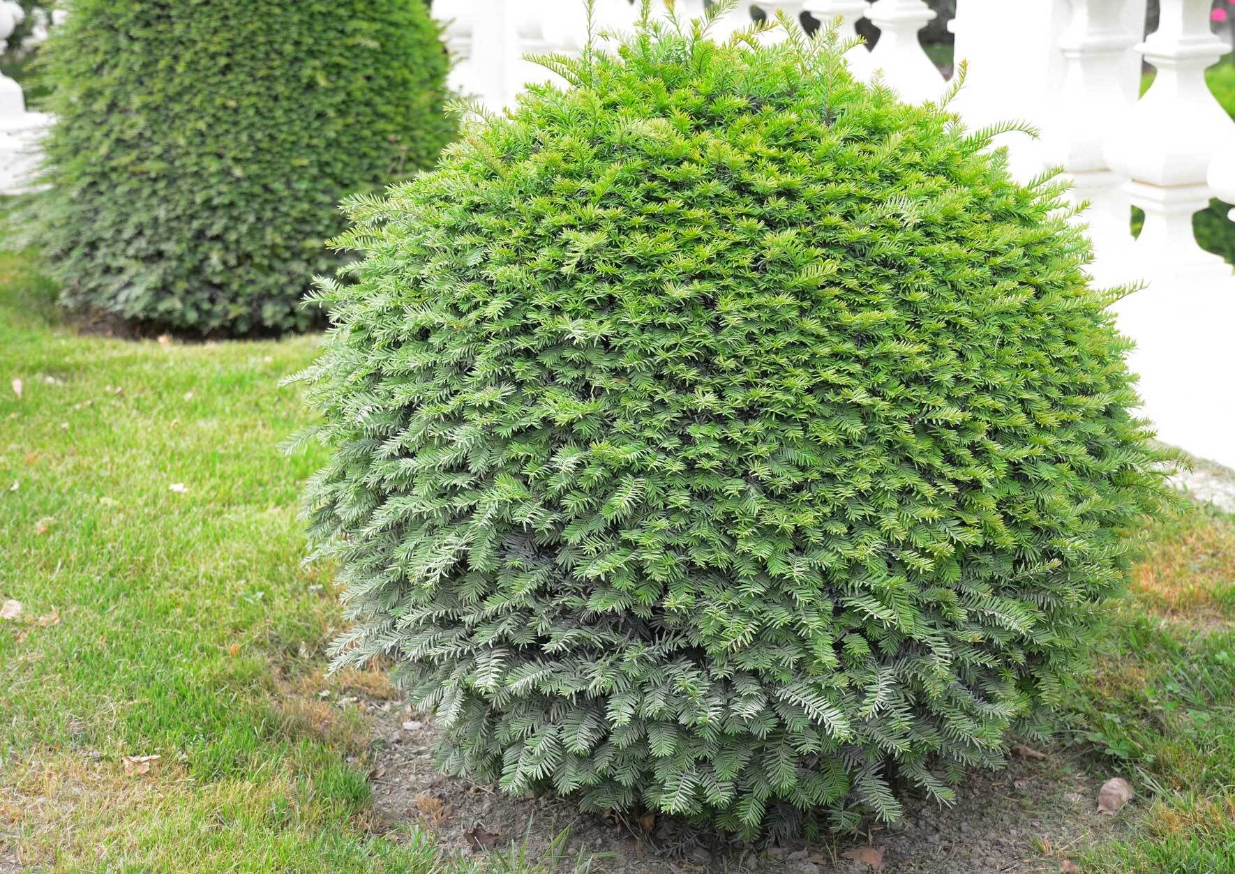 Beste Buchsbaum-Alternativen fr Hecke, Beet und Kbel | VIVANNO