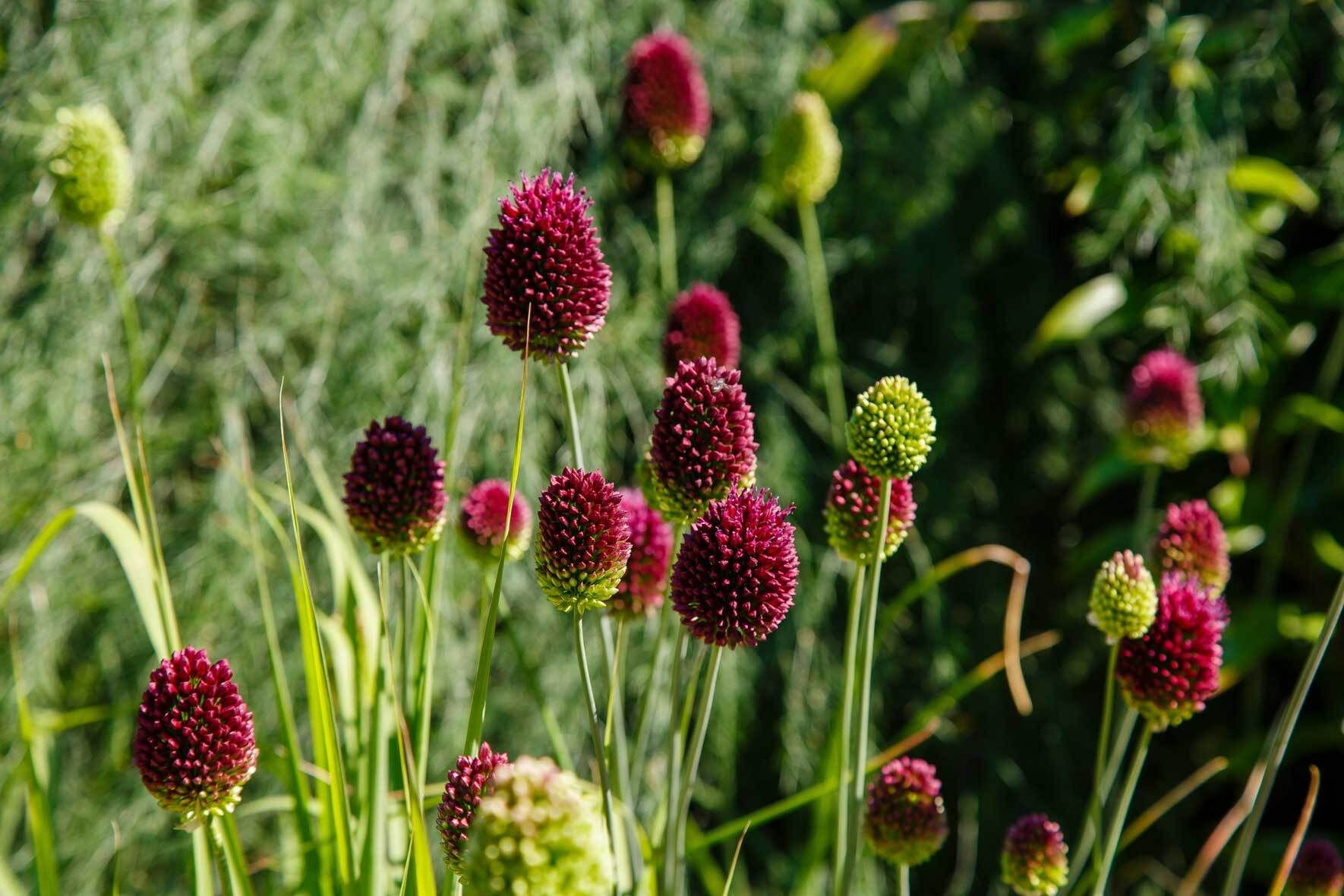 Allium (Zierlauch) pflanzen, pflegen und vermehren | VIVANNO
