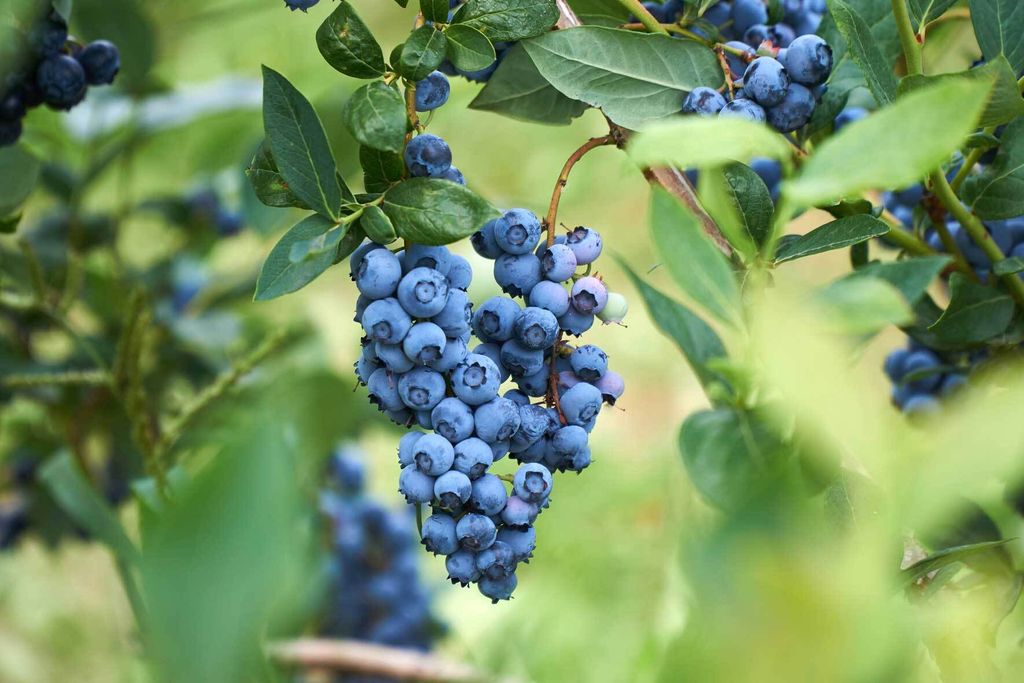 Heidelbeeren im Topf pflanzen und pflegen VIVANNO