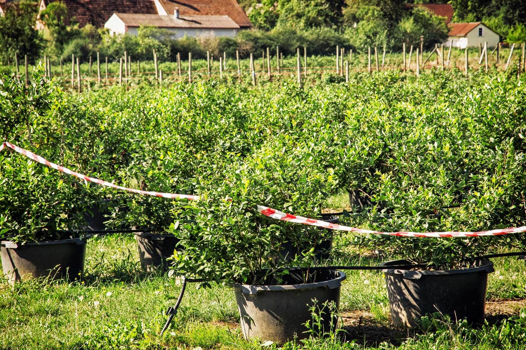 ficus lyrata zimmerpflanze Geigenfeige (Ficus lyrata) online kaufen