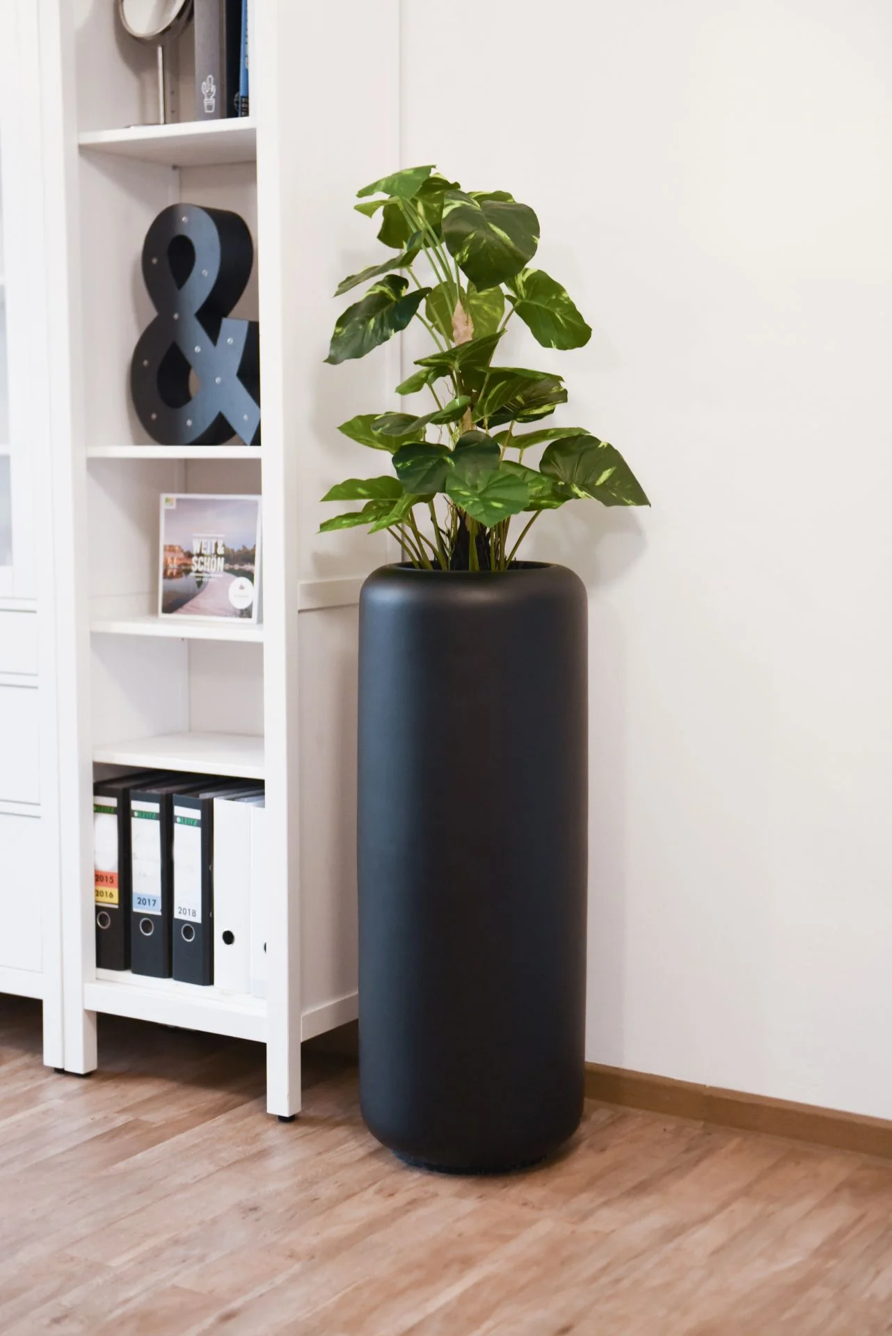 philodendron gloriosum x asplundii Philodendron gloriosum